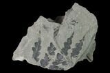 Pennsylvanian Fossil Fern (Mariopteris) Plate - Kentucky #142395-1